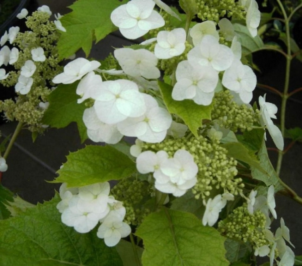 Hydrangea quercifolia Snow Queen
