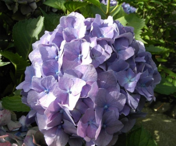 Hydrangea macrophylla King George VII, Bauernhortensie King Georg VII, trägt große zartblaue Blüten