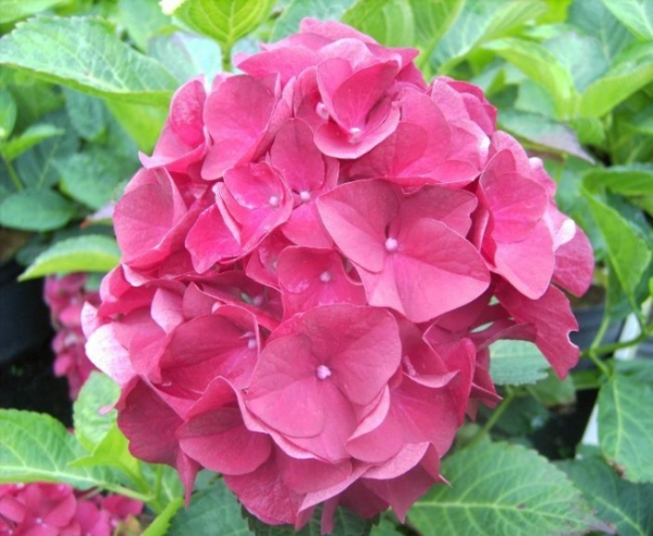 Die Bauernhortensie Paris, Hydrangea macrophylla Paris, trägt rote ballähnliche Blüten