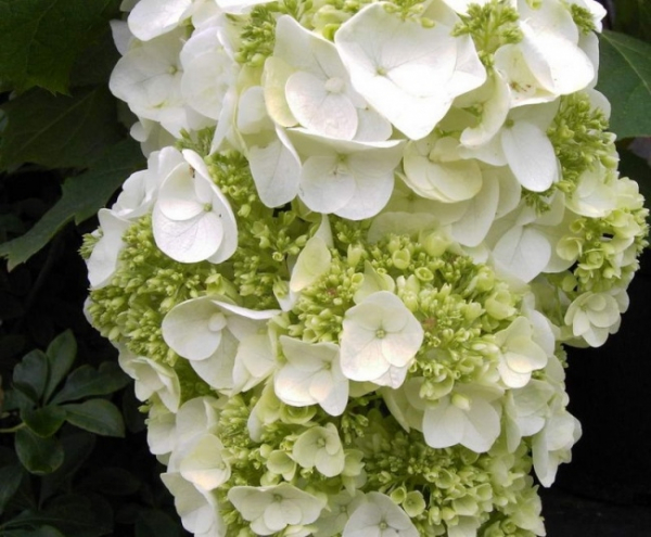 Garten 20 Weiße Hydrangea-Seeds Deer Resistant einfach zu wachsen DIY