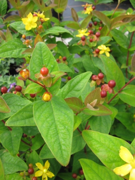 Hypericum inodorum Arcadia PBR 3
