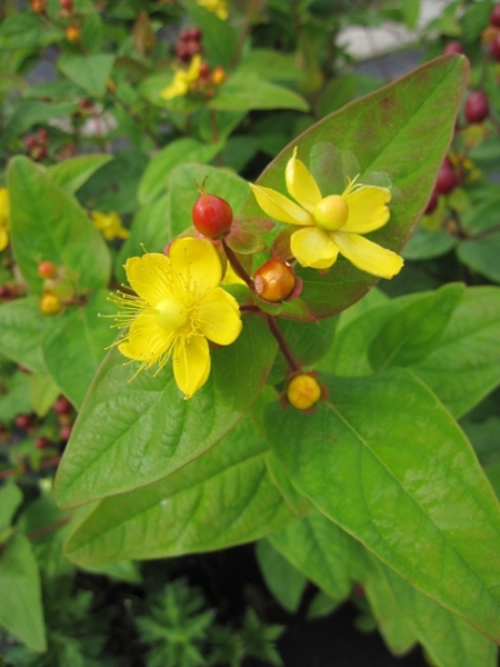 Hypericum inodorum Arcadia PBR 2
