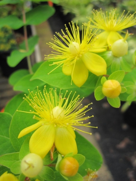 Hypericum inodorum Magical White - Johanniskraut  Magical White - überzeugt mit den wunderschönen leuchtend gelben Blüten, die in den Monaten von Juni bis September zahlreich erscheinen.
