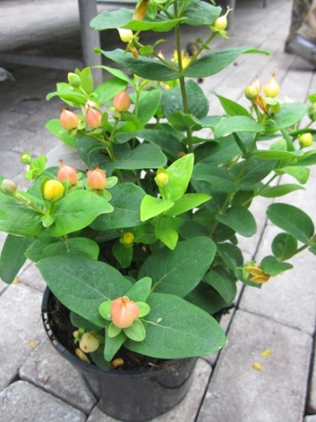 Hypericum inodorum Magical Pumpkin 1