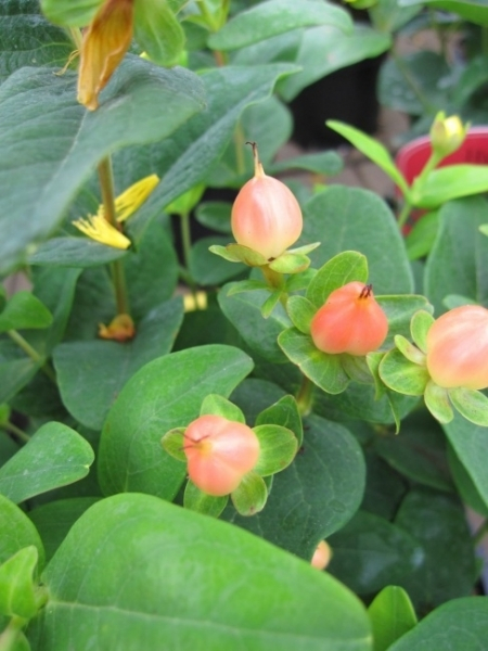 Hypericum inodorum Magical Pumpkin 2