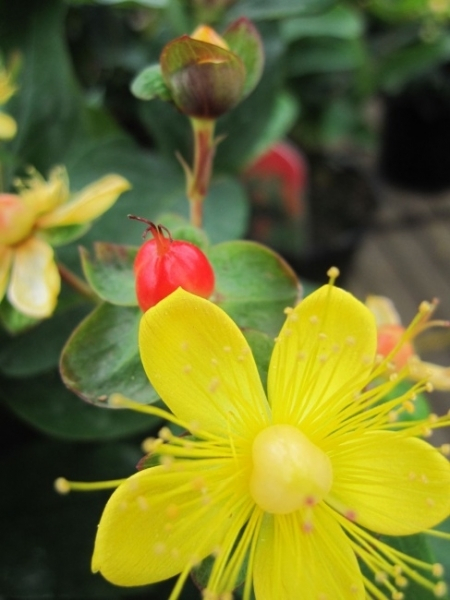 Hypericum inodorum Magical Pumpkin 3