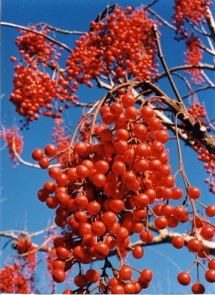 Idesia polycarpa , Japanische Orangenkirsche, trägt essbaren Fruchtschmuck und ist von einer besonders guten Winterhärter