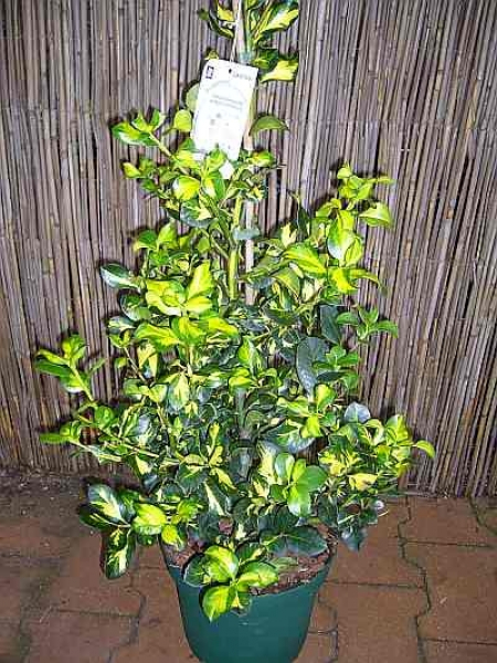 Ilex altaclerensis Lawsoniana - Europäische Stechpalme Lawsoniana - Gewöhnliche Stechpalme - Gemeine Stechpalme - besitzt dunkelgrün-gelbes Laub, welches nach der Blüte mit roten Beeren dekoriert wird.