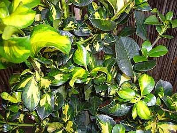 Ilex altaclerensis Lawsoniana - Europäische Stechpalme Lawsoniana - Gewöhnliche Stechpalme - Gemeine Stechpalme - wächst aufrecht mit locker abstehenden Seitentrieben.