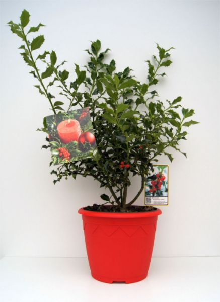 Ilex aquifolium Alaska - immergrüne Stechpalme Alaska - im 7,5 l Dekorationstopf mit Weihnachtsbildetikett. Eine immergrüne Ilexsorte sehr winterhart und gesund wachsend.