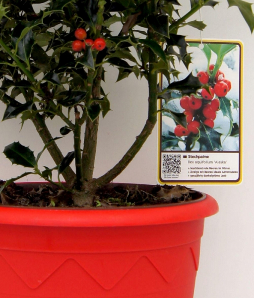 Ilex aquifolium Alaska - immergrüne Stechpalme Alaska - im 7,5 l Dekorationstopf mit Weihnachtsbildetikett. Für den Balkon, Wintergarten oder auf der Terrasse.