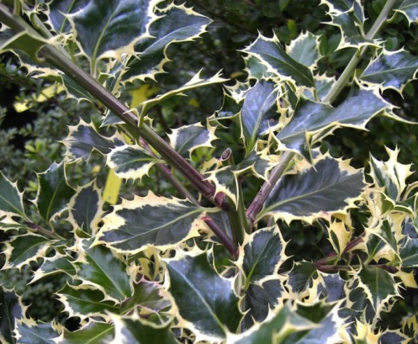 Ilex aquifolium Argentea Marginata 1