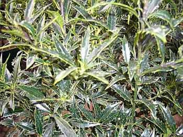 Ilex aquifolium Myrtifolia 4