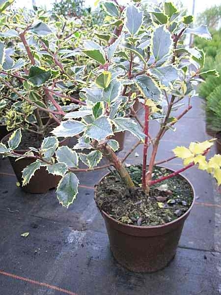 Ilex aquifolium Rubricaulis Aurea 2