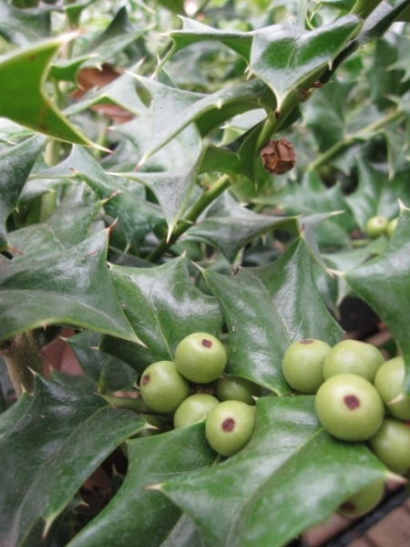 Ilex cornuta 2