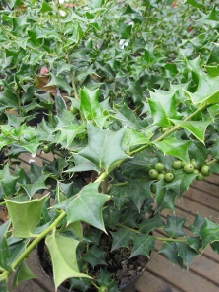 Ilex cornuta 3