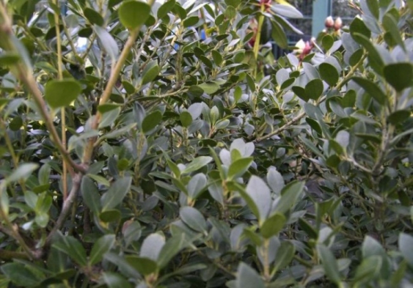 Ilex crenata Green Lustre - Japanischer Berg-Ilex Green Lustre - Japanische Stechpalme Green Lustre - Japanische Hülse - wächst als immergrüner, winterharter Strauch wunderschön dicht und kompakt. Er ist schnittverträglich und steht gerne an einem halbsch