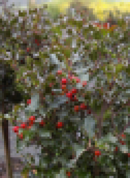 Ilex meserveae Blue Angel - immergrüne Stechpalme (Stechhülse). Dieser Ilex hat leicht violett gefärbte Triebe und Blätter. Im Garten ein Hingucker.