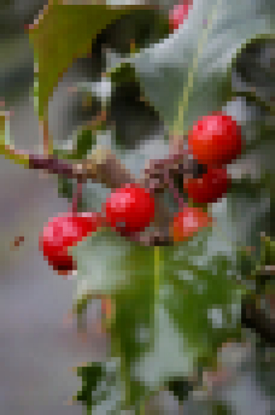 Ilex meserveae Blue Angel - immergrne Stechpalme (Stechhlse) Blue Angel -