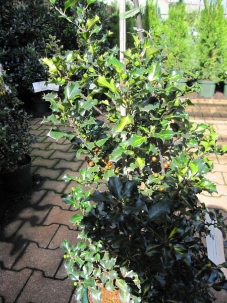 Ilex meservae Blue Euro - Stechpalme Blue Euro - wächst langsam, pyramidal und aufrecht mit tiefgrünen, glänzenden, leicht bedornten, gewellten Blättern.