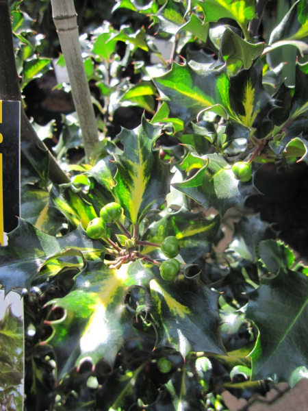 Ilex meservae Blue Euro - Stechpalme Blue Euro - ist ein immergrüner Strauch, der eine sehr gute Winterhärte besitzt.