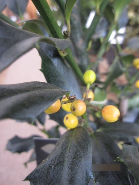 Ilex meserveae Golden Girl1