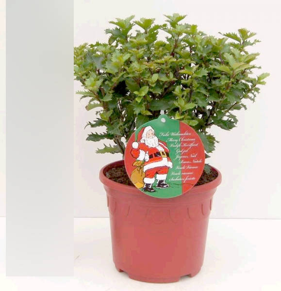 Ilex meserveae Little Rascal 1