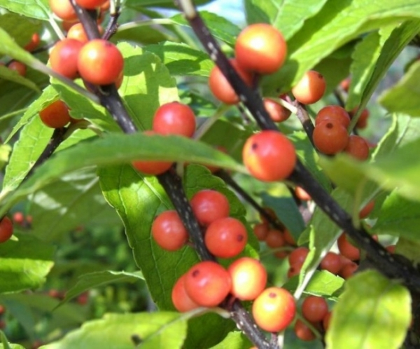 Ilex verticillata Golden Verboom