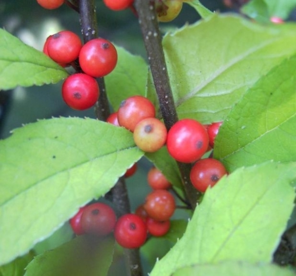 Ilex verticillata Sparkleberry