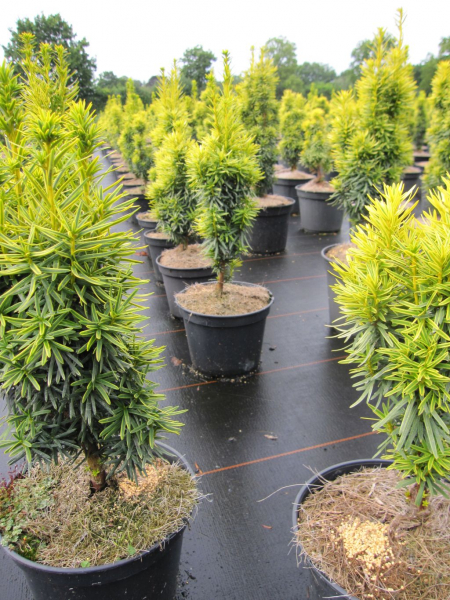 Taxus baccata Goldener Zwerg