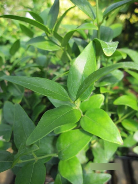 Jasminum nitidum Angel Wing 3