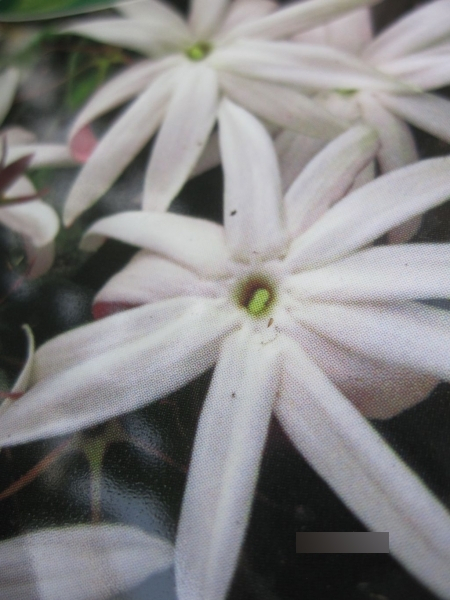 Jasminum nitidum Angel Wing 1