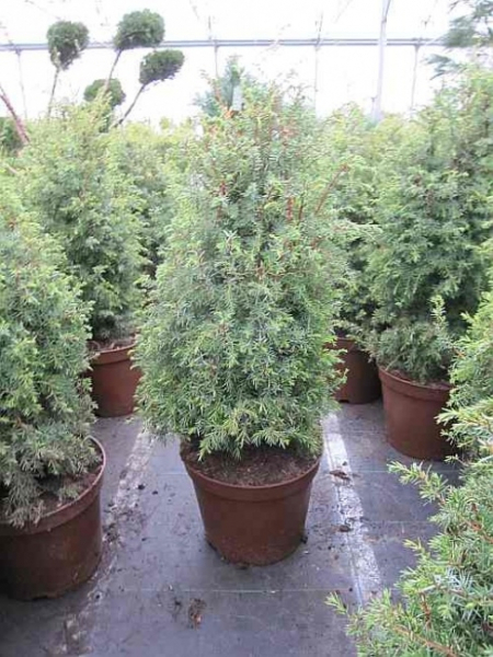 Juniperus communis Excelsa, Gesunder Heidewacholder, ist ein Nadelgehölz mit aromatischen Früchten die als Gewürz eingesetzt werden
