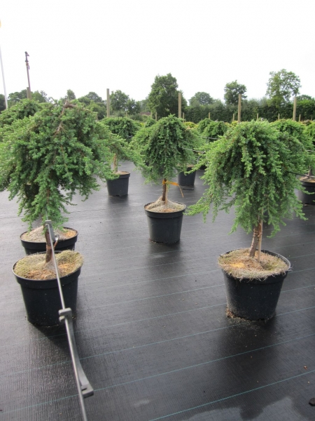 Juniperus communis Green Mantle