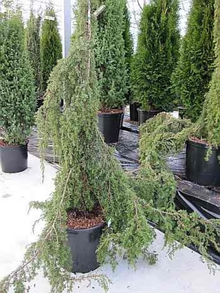 Juniperus communis Horstmann - Gemeiner Wacholder Horstmann. Ein besonders malerisches Ziergehölz winterhart und anspruchslos.s