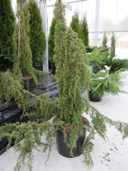 Juniperus communis Horstmann 2