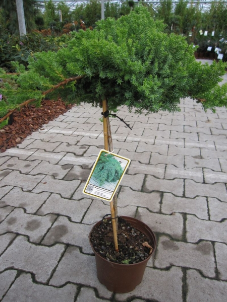 Juniperus procumbens Nana 2