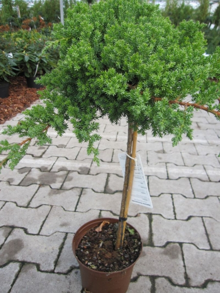 Juniperus procumbens Nana 3