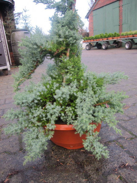 japanischer Kriechwacholder Bonsai