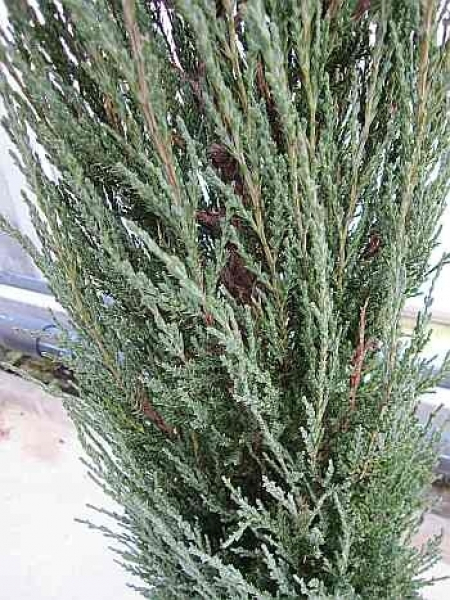 Juniperus scopulorum Blue Arrow 3
