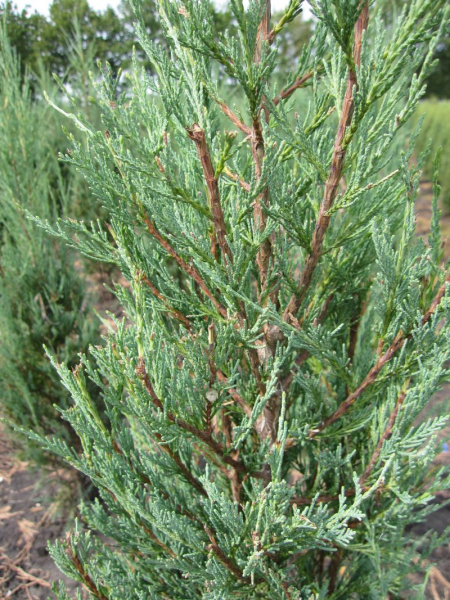 Juniperus scopulorum Blue Pyramid - Blauer Raketenwacholder 40-60