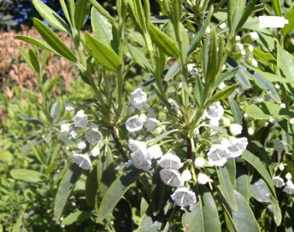 Kalmia angustifolia alba 1