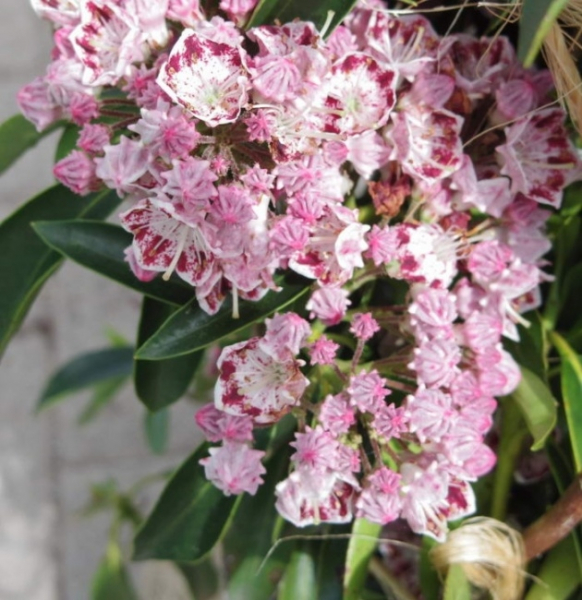 Kalmia latifolia Carousel - Berglorbeer - Lorbeerrose - blüht ab Mai/Juni mit weiß-hellrosa, trichterförmigen Blüten.