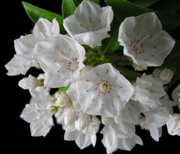 Kalmia latifolia Elf - Berglorbeer Elf - Lorbeerrose -  erhält eine reinweiße Blüte mit einer rosa Zeichung. Die winterharte und immergrüne Kalmig wächst breitbuschig und aufrecht.