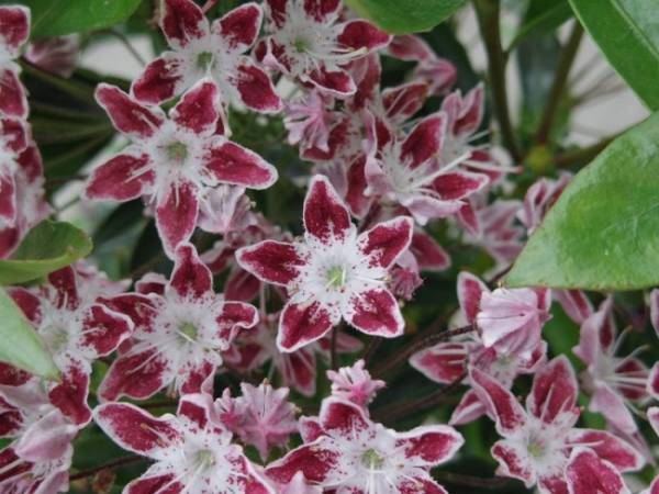Kalmia latifolia Galaxy - Berglorbeer - hat weiß-dunkelrosafarbende Blüten, die ab Mai bis Juni erscheinen. Die Pflanze ist absolut winterhart.