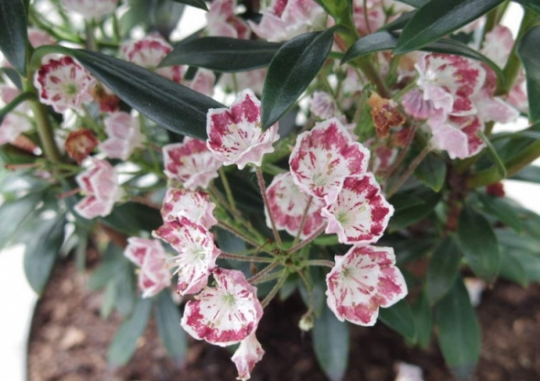 Kalmia latifolia Minuet 1