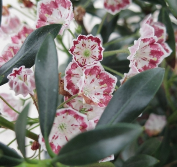 Kalmia latifolia Minuet 2