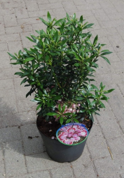 Kalmia latifolia Minuet 3