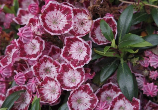 Kalmia latifolia Myrtifolia - Lorbeerrose Myrtifolia - Berglorbeer - bevorzugt einen halbschattigen Standort, wächst jedoch auch in voller Sonne.