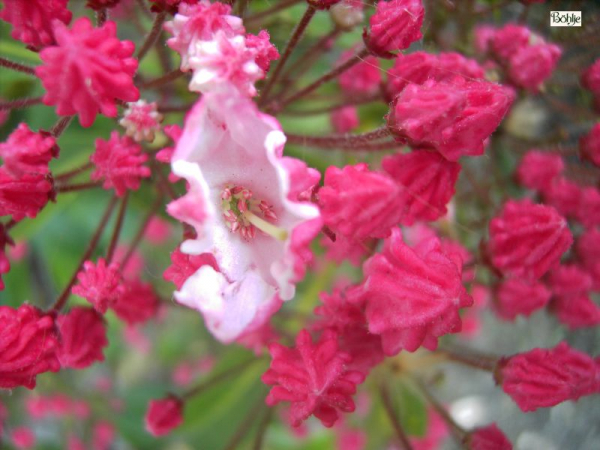 Kalmia latifolia Olympic Fire (30-40 cm) Lorbeerrose - Berglorbeer - bevorzugt einen halbschattigen Standort, wächst jedoch auch in voller Sonne.